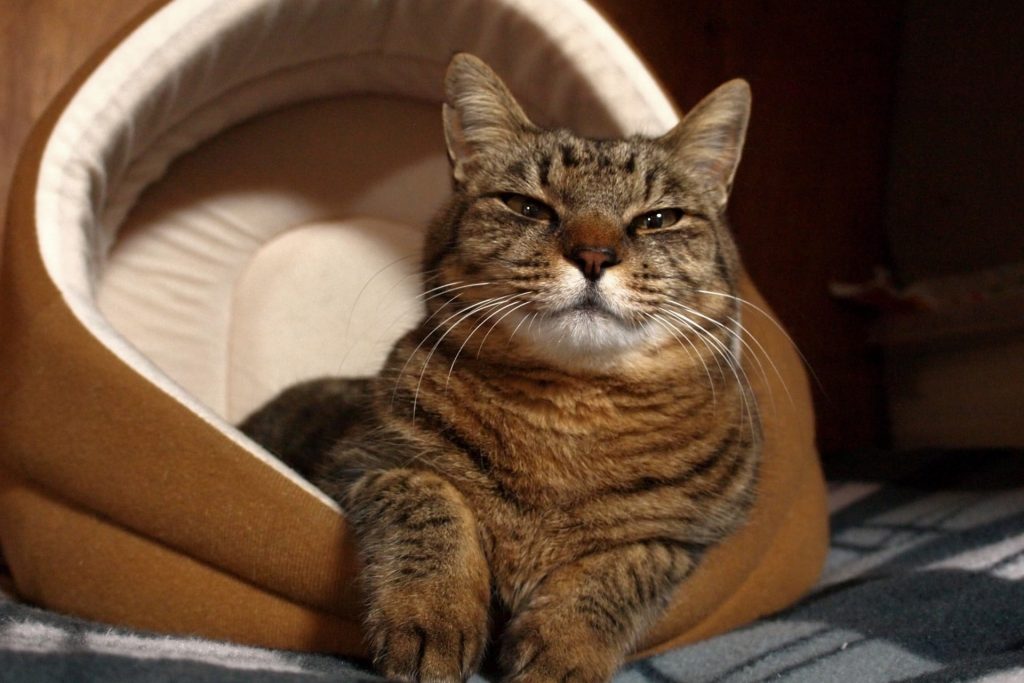 Cat House